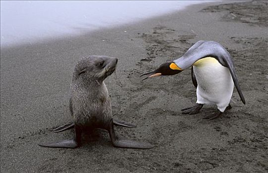 帝企鹅,南极软毛海豹,毛海狮,幼仔,互动,南乔治亚