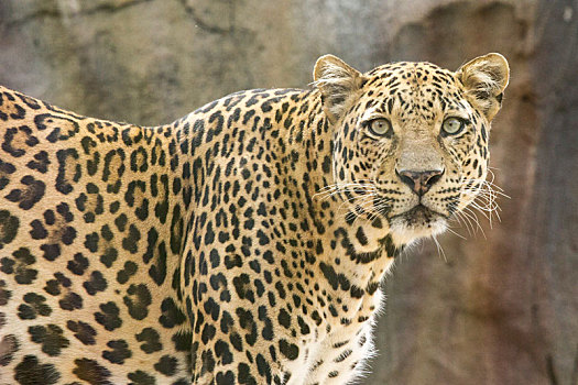 豹,动物园,特内里费岛,看镜头