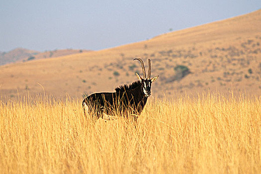 羚羊,地点,西北省,南非