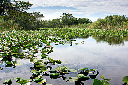 佛罗里达大沼泽
