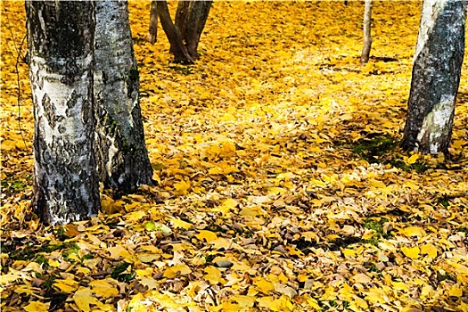 黄色,落叶,桦树