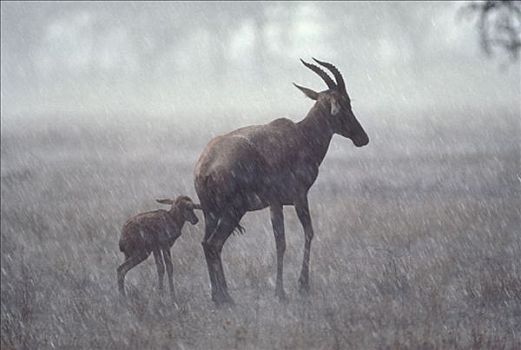 转角牛羚,持久,雨,风暴,塞伦盖蒂国家公园,坦桑尼亚