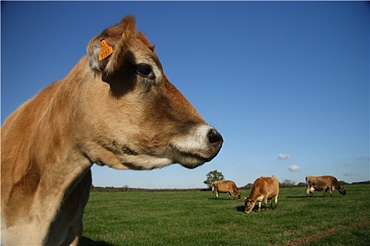 母牛,牧场
