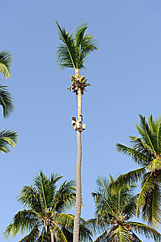 男人,攀登,棕榈树,椰,蓬塔卡纳,多米尼加共和国,加勒比海