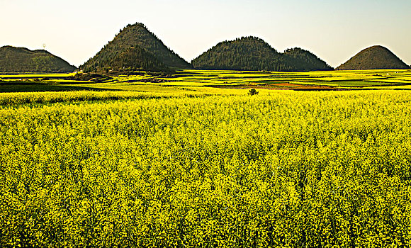 油菜花