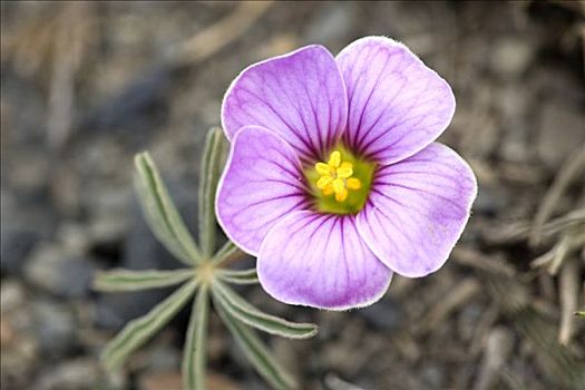 紫花,托雷德裴恩国家公园,智利