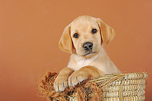 拉布拉多犬,黄色,小狗,7星期大,坐,纤维编织篮