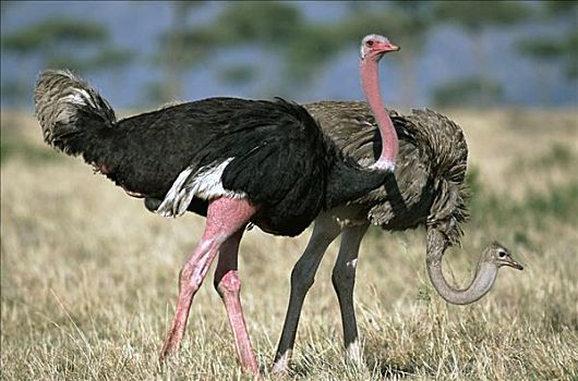 鸵鸟,鸵鸟属,雌性,求爱,皮肤,红色,马赛马拉国家保护区,肯尼亚
