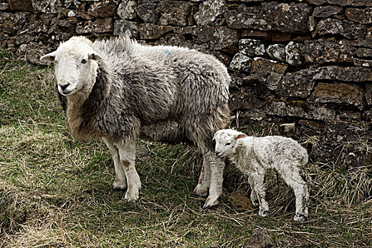 诺森伯兰郡,英格兰,绵羊,羊羔