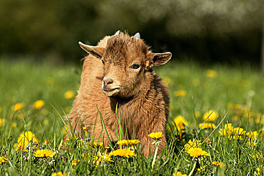 俾格米人,山羊,矮小,3个月,老,幼仔,花