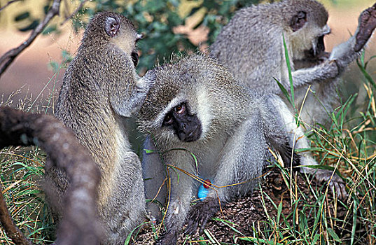 长尾黑颚猴,绿猴,群,修饰,肯尼亚