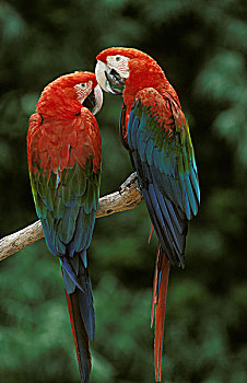 红绿金刚鹦鹉,绿翅金刚鹦鹉,成年,站立,枝条