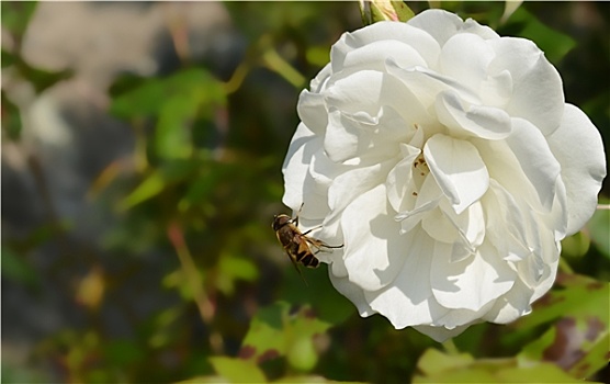蜜蜂,白色背景,玫瑰,粉色