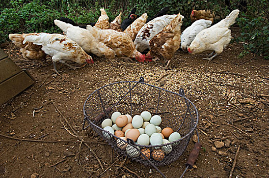 篮子,蛋,进食,鸡