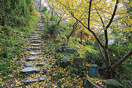 台阶,秋色,落叶