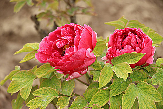 牡丹花,牡丹花特写