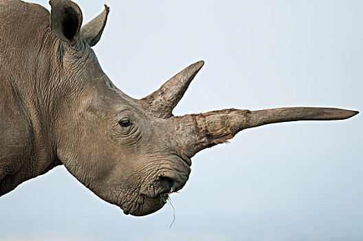 白犀牛,禁猎区,肯尼亚