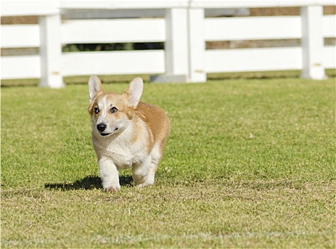 柯基犬