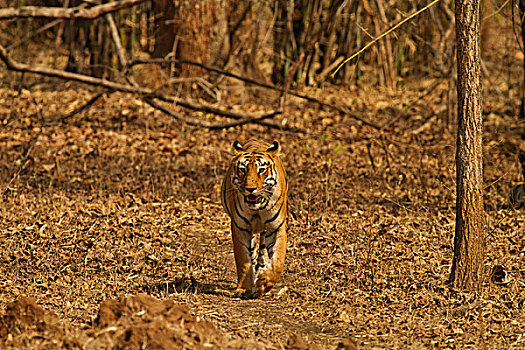 虎,移动,竹林,自然保护区,印度