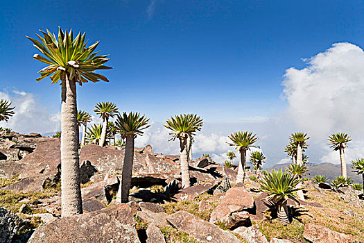 埃塞俄比亚,巨大,山梗莱属植物,展示,位置,成年,小,特色,非洲式发型,高山,生态系统,高地,东非,非洲,塞米恩国家公园,国家公园