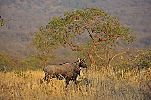 羚羊,伦滕波尔国家公园,拉贾斯坦邦,印度,亚洲