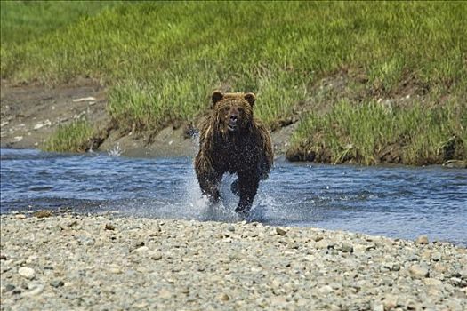 棕熊,水,溪流,夏天,西南方,阿拉斯加