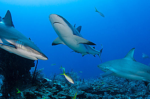 加勒比礁鲨,加勒比真鲨,国家公园,古巴