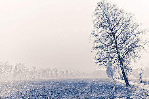 下雪,白色,收集,冬天,德国,巴伐利亚