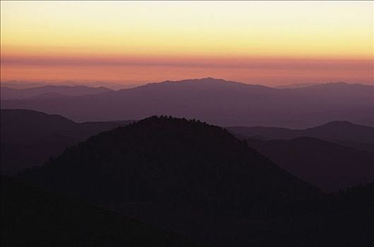 狐尾松,松树,加利福尼亚,美国