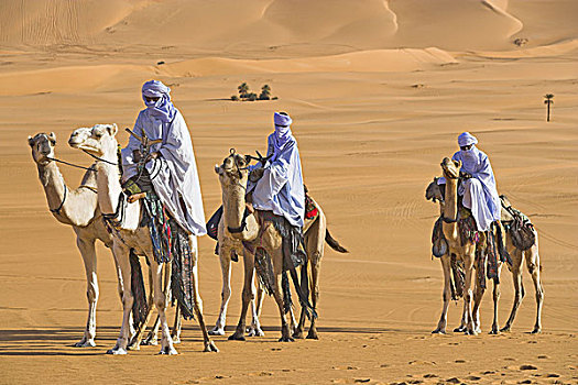 乘,非洲,利比亚,柏柏尔人,骆驼,驼队