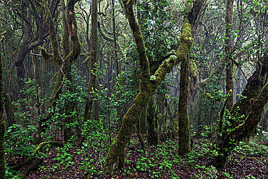 雾林,树林,加拉霍艾国家公园,世界遗产,加纳利群岛,西班牙,欧洲