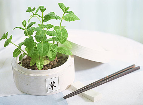 盆栽,植物,筷子