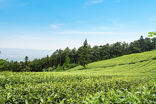 有机茶园