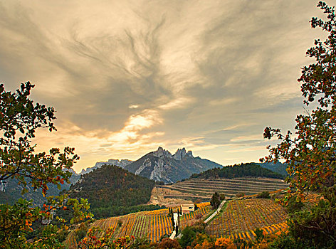 远景,葡萄园,普罗旺斯,法国