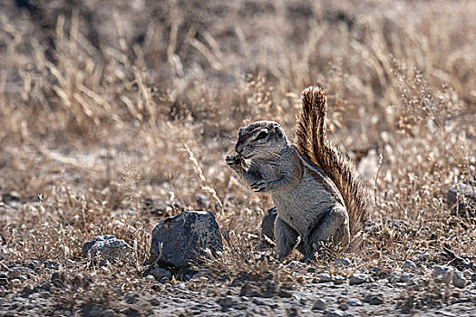 地松鼠,南非地松鼠,埃托沙国家公园,纳米比亚,非洲