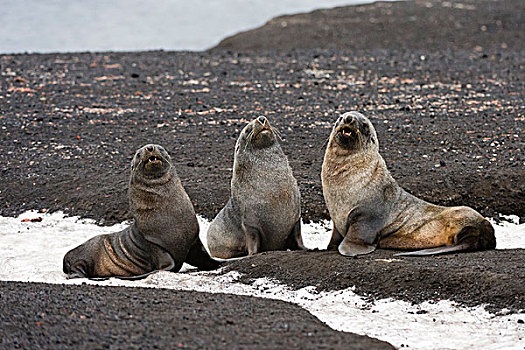 三个,南极,毛皮,海豹,毛海狮,欺骗岛