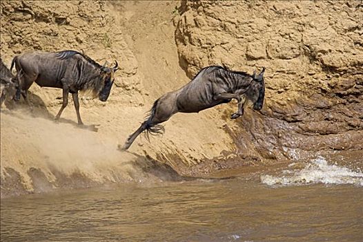 蓝角马,角马,马拉河,马赛马拉国家保护区,肯尼亚