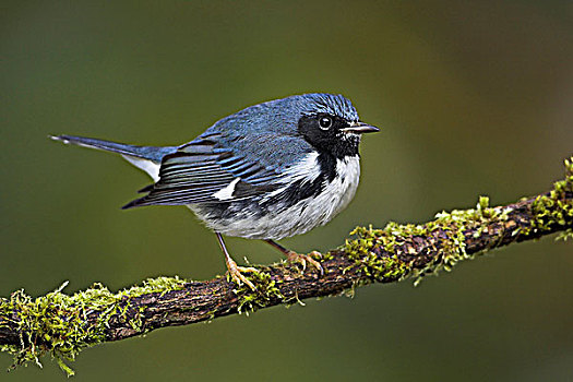 雄性,蓝色,鸣禽,林莺属,不列颠哥伦比亚省,加拿大
