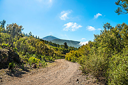 碎石路,徒步旅行,背影,火山,泰德峰,泰德国家公园,公园,特内里费岛,加纳利群岛,西班牙,欧洲