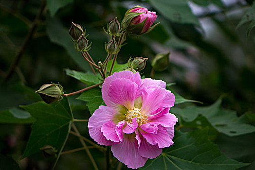 芙蓉花,木芙蓉,木莲