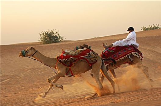 野生,骆驼,乘,离开,绝望,骑师,迪拜,阿联酋,中东