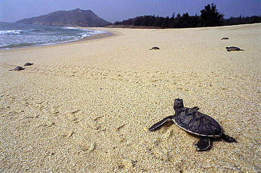 广东惠州海龟保护区内孵化好的小海龟