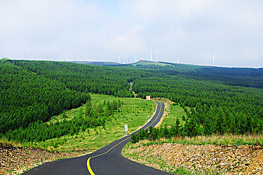 草原山柏油路松树林