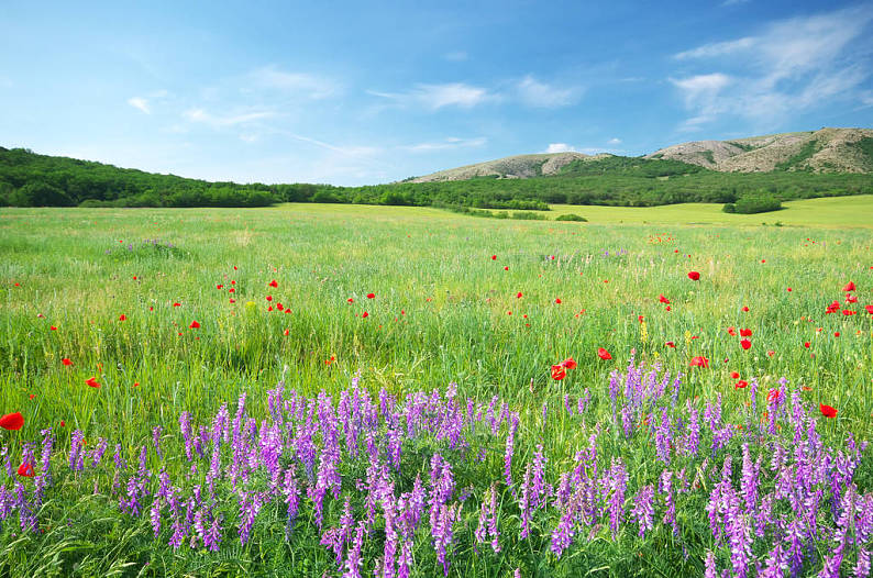 绿色,草地,山,构图,自然_高清图片_全景视觉
