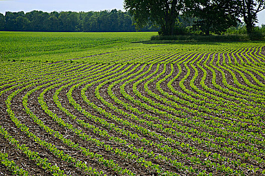 地点,早,生长,大豆,紫花苜蓿,树,背景,俄亥俄,美国