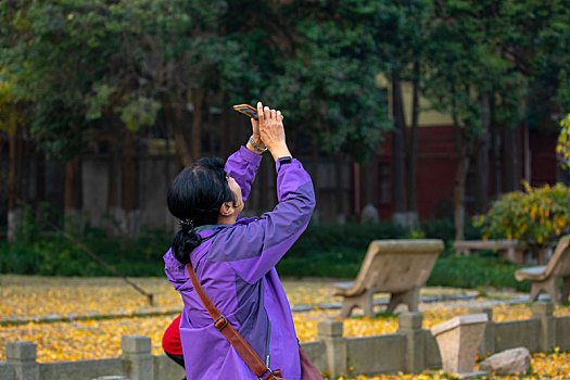 一位老太太在银杏树下拍着照片