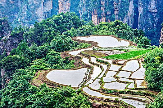 湖南,张家界,峰林,水田