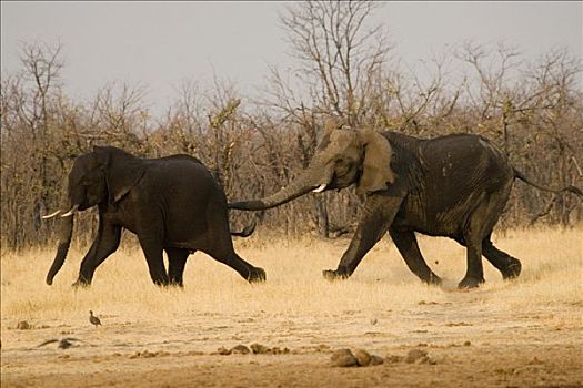 非洲,灌木,大象,非洲象,追逐,一个,乔贝国家公园,博茨瓦纳