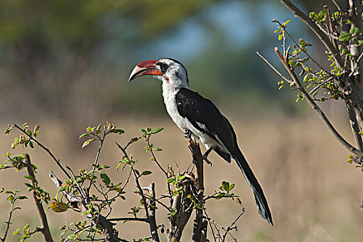 犀鸟,塔兰吉雷国家公园,坦桑尼亚