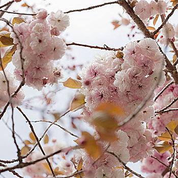 日本,樱花